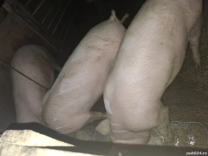 porci de vânzare  - imagine 5