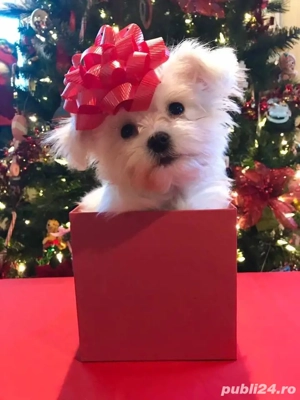Cadoul ideal pentru persoane dragi! Bichon Maltez 