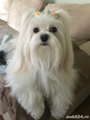 Bichon maltez fetiță superbă  - imagine 2
