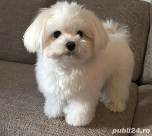 Bichon maltez fetiță superbă 