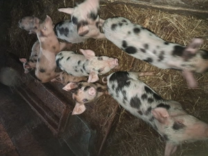 Purcei pietrean de vânzare 