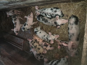 Purcei pietrean de vânzare  - imagine 2