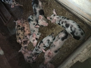 Purcei pietrean de vânzare  - imagine 3