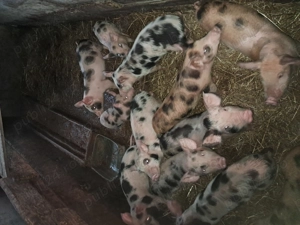 Purcei pietrean de vânzare  - imagine 5