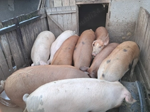 Vând porci cuprinsi intre 80 și 200 kg