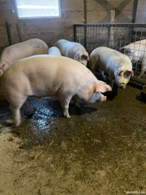 vand porci!  - imagine 2