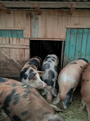 Vând porci cuprinsi intre 80 și 200 kg - imagine 2