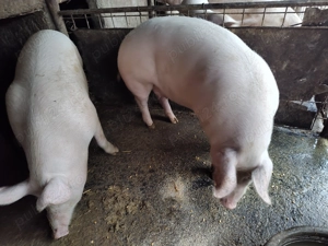 Porci pentru sacrificat 