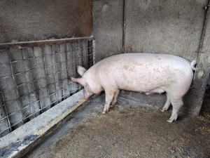 Porci pentru sacrificat  - imagine 2