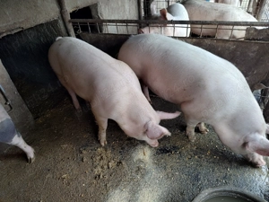 Porci pentru sacrificat  - imagine 3