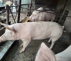 Porci pentru sacrificat  - imagine 5
