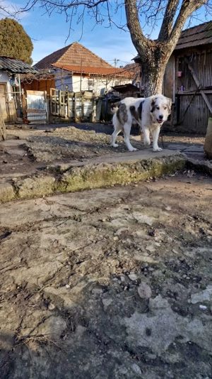 Câine de vanzare Ciobănesc Asia Centrala