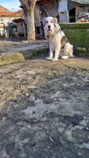 Câine de vanzare Ciobănesc Asia Centrala - imagine 2