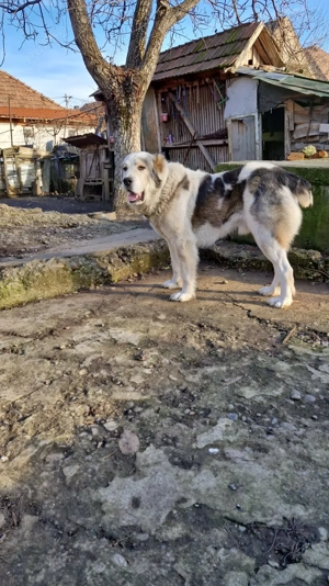 Câine de vanzare Ciobănesc Asia Centrala - imagine 5