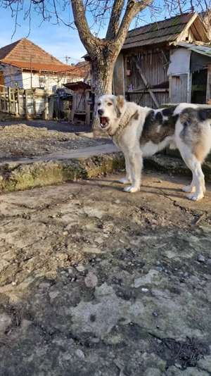 Câine de vanzare Ciobănesc Asia Centrala - imagine 3