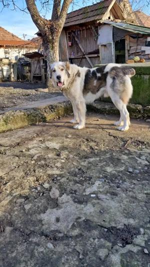 Câine de vanzare Ciobănesc Asia Centrala - imagine 4