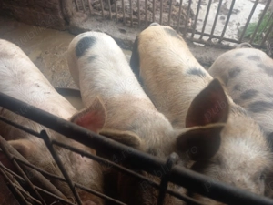 Vand porci 100-130 kg