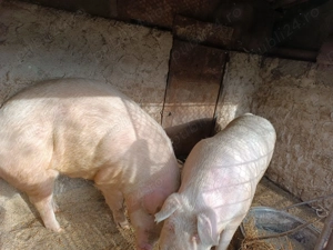 Porci de vinzare landrace - imagine 3