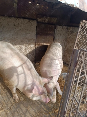 Porci de vinzare landrace - imagine 4