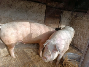 Porci de vinzare landrace - imagine 2