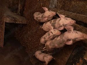 Purceii rasă pietrean pur  - imagine 2