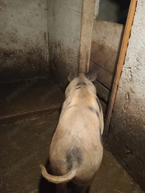 Porci de vanzare - imagine 2