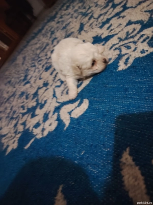 vand fata si băiat - imagine 4