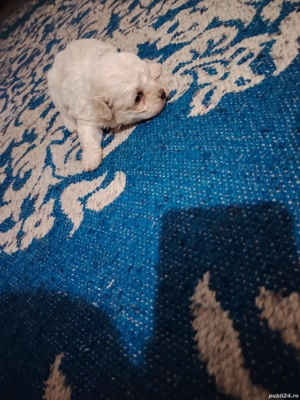 vand fata si băiat - imagine 2