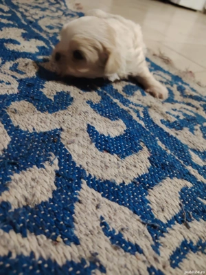 vand fata si băiat - imagine 5