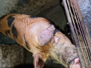 Porc de carne rasa pietrin  - imagine 2