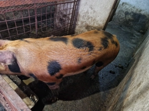 Porc de carne rasa pietrin  - imagine 3