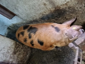 Porc de carne rasa pietrin  - imagine 4