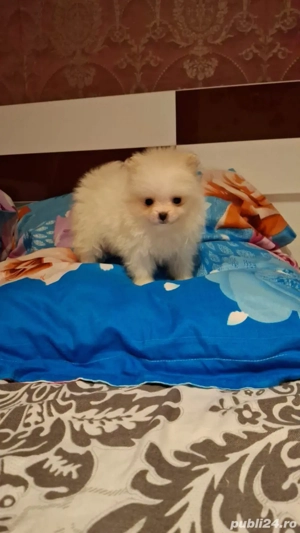 pomeranian mini spitz - imagine 3