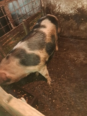 Porc de vânzare de sacrificat 