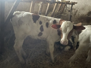 Vând un tăuraș și două vitele ! - imagine 3