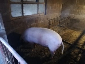 Porci de vanzare