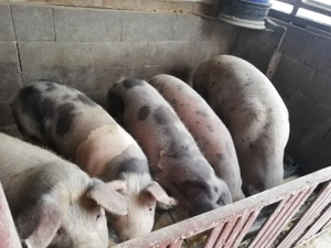 Porci de vanzare - imagine 2