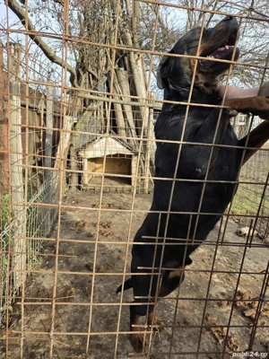 rotwailer   - imagine 2