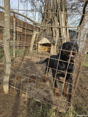 rotwailer   - imagine 3