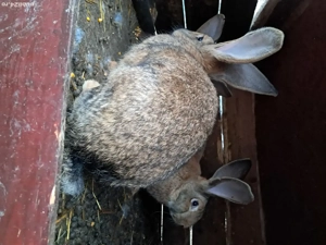 urias gri german - imagine 2