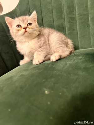 pisicute British silver tabby