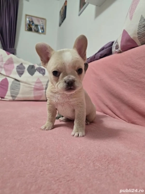 vand bulldogei - imagine 3