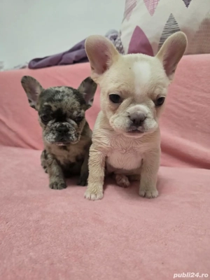 vand bulldogei - imagine 5