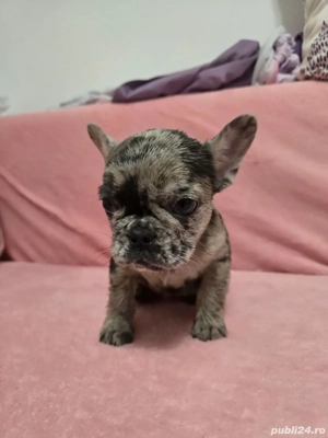 vand bulldogei - imagine 4