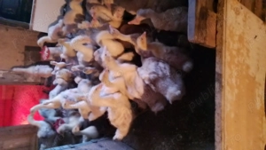 Vând boboci gasca - imagine 3