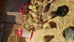 Vând boboci gasca - imagine 2