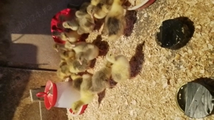 Vând boboci gasca - imagine 4