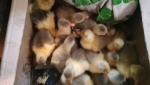 Vând boboci gasca - imagine 5