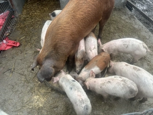 Purcei de vânzare,mai multe detalii la telefon 