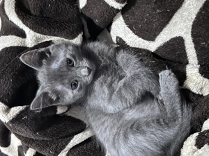 Albastru de Rusia - imagine 5